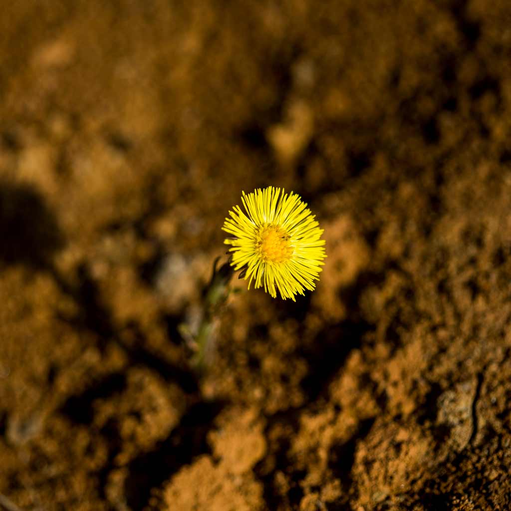 Blume im Lehm